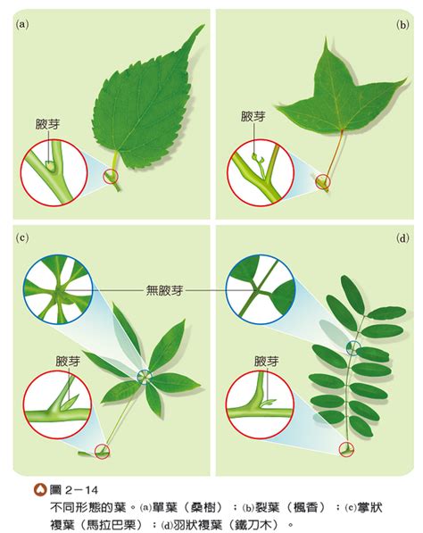 平行脈植物|葉脈:概念,排列方式,網狀脈序,平行脈序,分叉脈序,排列。